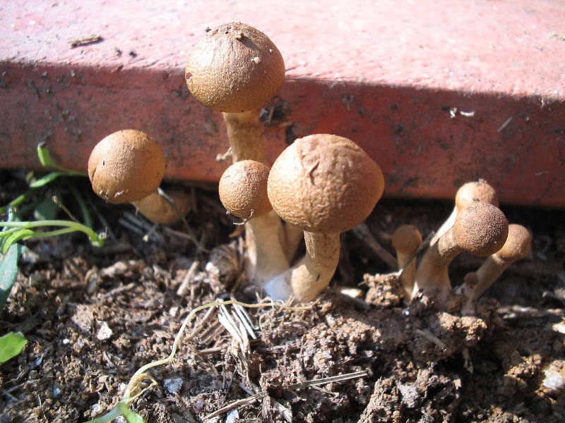 Ritrovamento in giardino